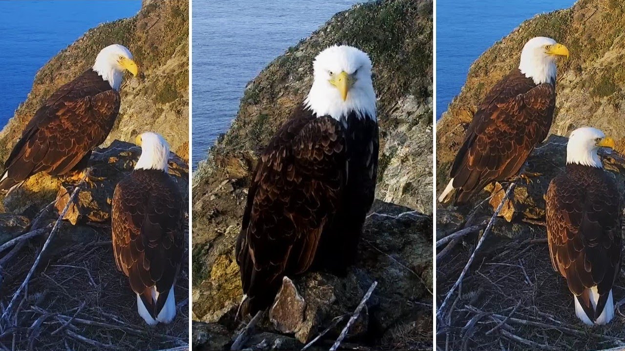Two Harbors Eagles🦅Cholyn & Chase 💞 22 Years of Devotion & Territory Rule👑explore.org | 2025 Dec 21