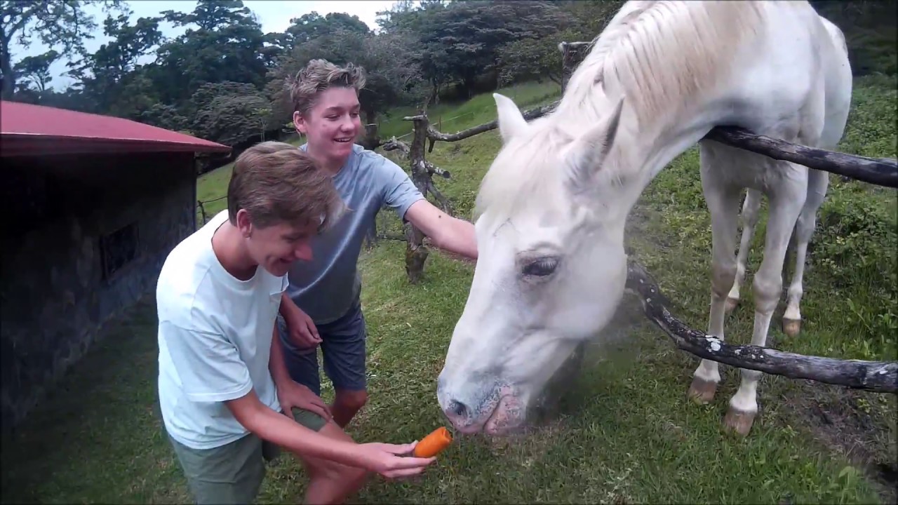feeding horse a carrot YouTube