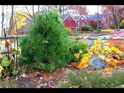 Watering Evergreens Youtube