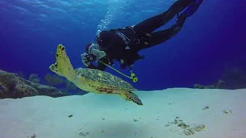 A juvenile hawksbill turtle at Cozumel, with KGM i...