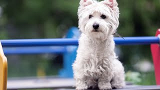 Secrets to Successful Positive Reinforcement Training for West Highland White Terriers!