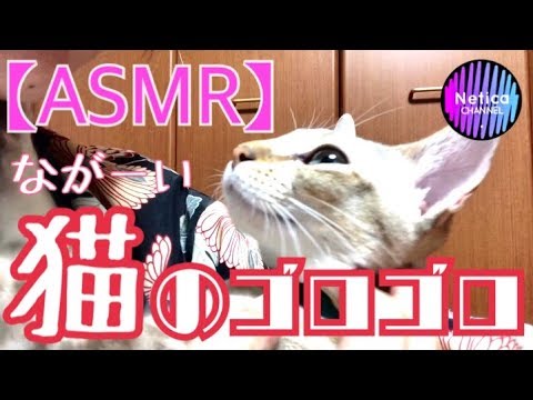 【ASMR-猫動画】長すぎる猫のゴロゴロ&モミモミ。令和撮って出しの王子です♪
