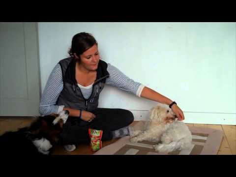 Video: 6 Velbredte tips til at holde freden i et flere hundehjem