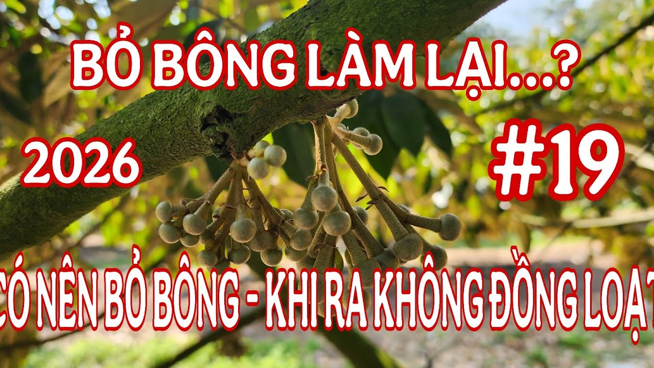 LÀM LẠI BÔNG SẦU RIÊNG RA KHÔNG ĐỀU 2026 | TRÍ NÔNG TN