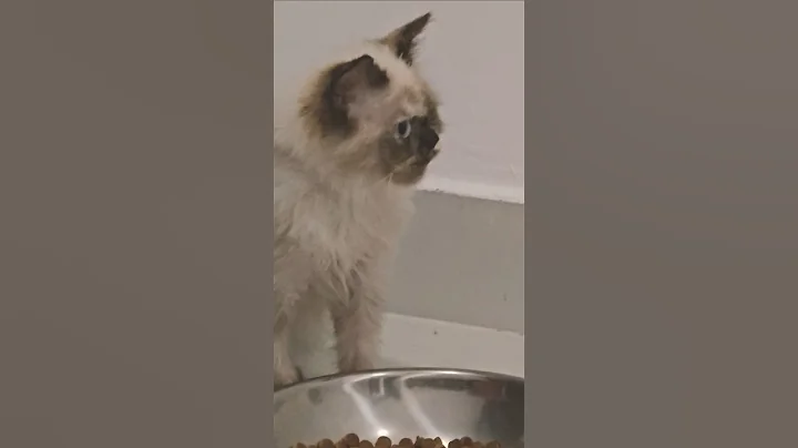 Watch the video about Cute Siamese cat eating dinner 🐱🦝🐈❤️ #cat #cute #viralvideo #shorts #pets #viralreels