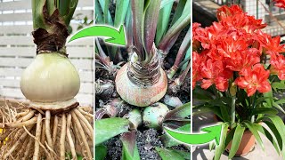 Can it Make Amaryllis Grow Bulblets? | A Test of Plant Hormone on Amaryllis Hippeastrum(Turn on CC)