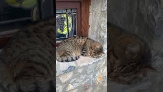 Охридска котка #котки #котка #catlover