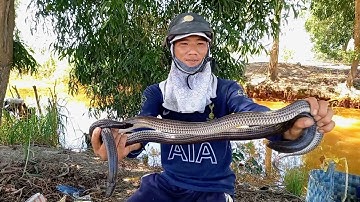Cao thủ bẫy rắn mùa mưa. một ngày mai mắn bội thu hai con rắn to | Cần gò Công