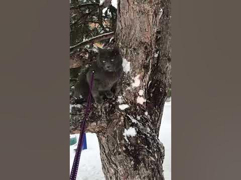 кот и снежки 😅 - YouTube