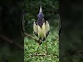 Burung Tricolored Heron (Egretta tricolor)