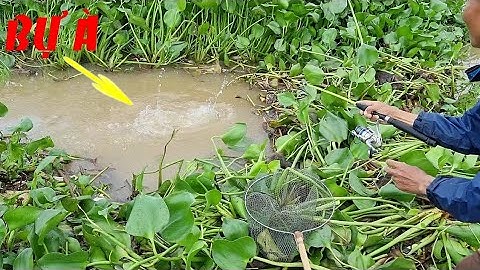 🦐Fishing 178🐟Ngày Câu Cá Sác Khủng Quá Trời, Cá Cóc, Cá Dảnh, Cá Tra Đụng Con Nào Sẩy Con Nấy🐟