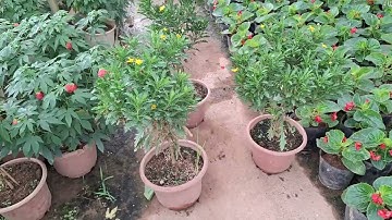 Bán cây cúc thân gỗ thoát thân tán um đẹp 0977973535