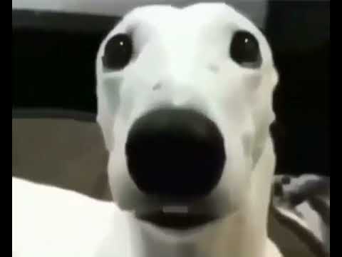 Scared Dog Meme