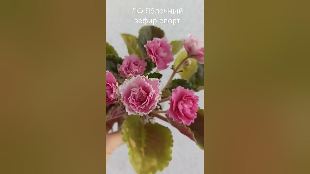 ЛФ- Яблочный зефир спорт - YouTube