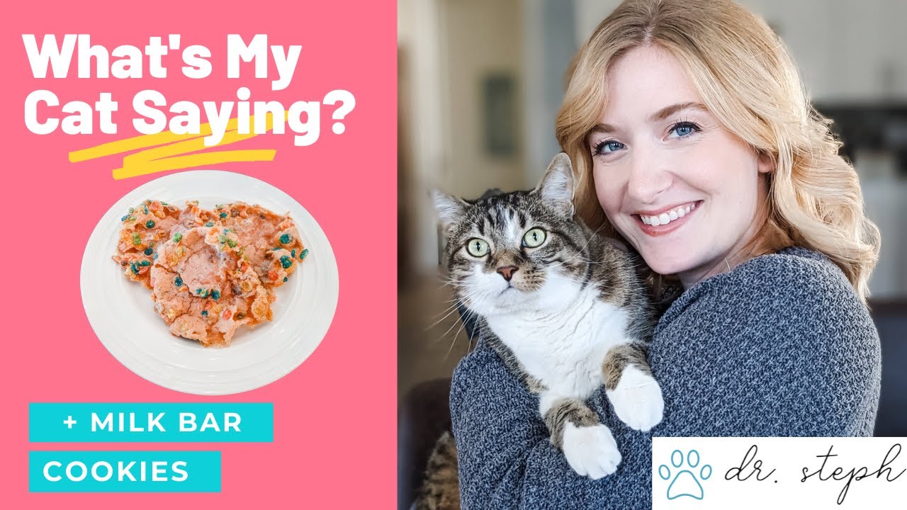What's My Cat Saying? + Saturday Morning Cartoon Cookies