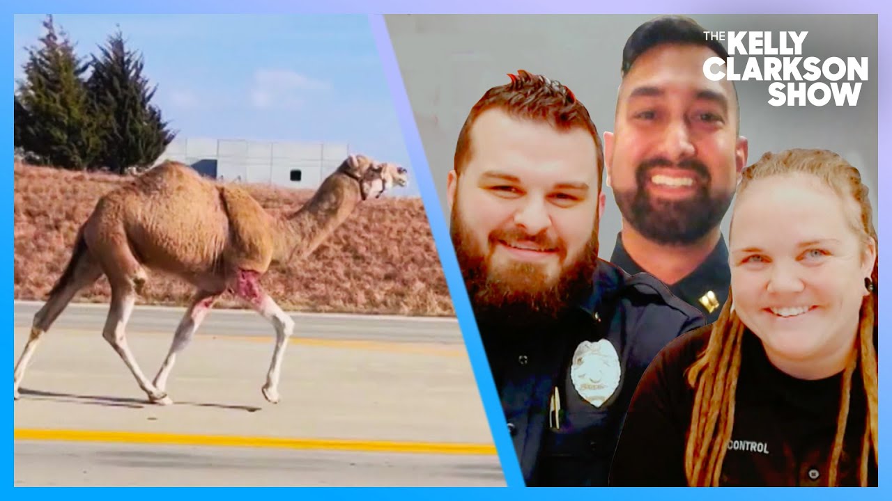 Kansas Cops Lasso Runaway Camel After Bizarre Car Chase
