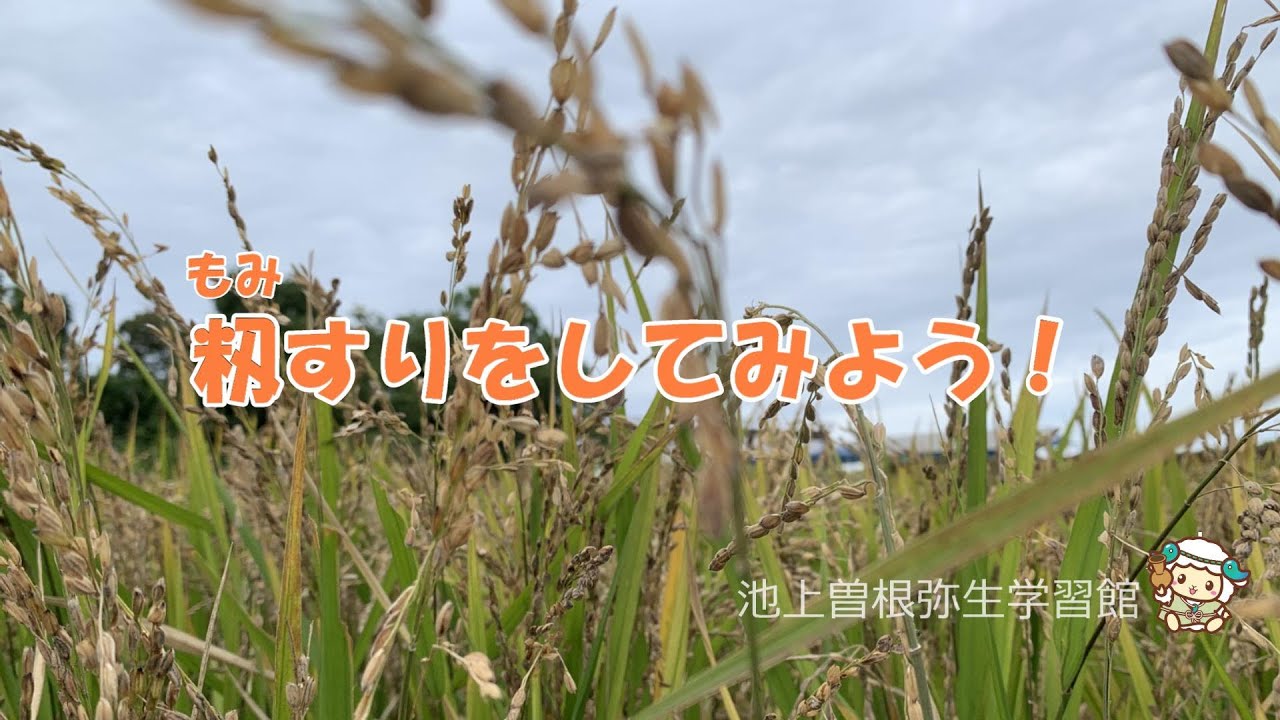 おうち田んぼ「籾すりをしてみよう！」 - YouTube