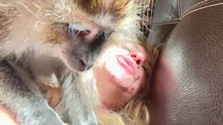 Macaque Monkeys Grooming Their Human