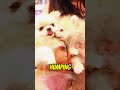 The TRUTH About SSSniperwolfтАЩs Dogs ЁЯШ Shorts The TRUTH About SSSniperwolfтАЩs Dogs ЁЯШ Shorts