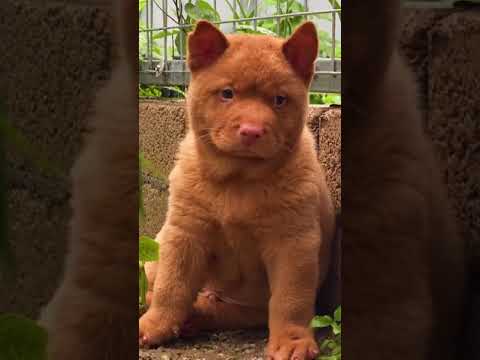 Video: 12 Anjing Berkembang Biak Dari China Dengan Sejarah Seunik Penampilan Mereka