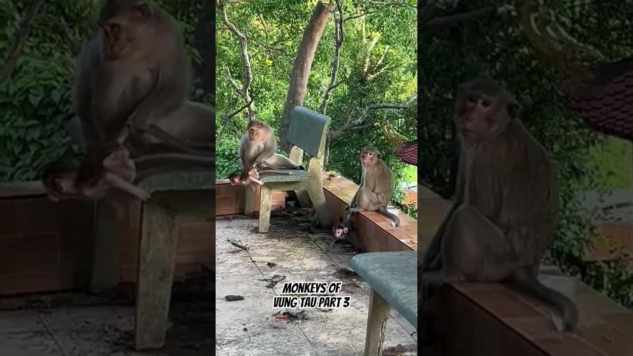 🇻🇳  Monkeys of  Vung Tao, Vietnam Pt 3 🇻🇳