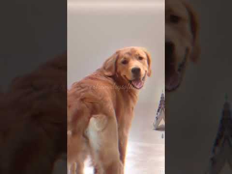 Video: SUA Fură Recordul Mondial Din Scoția Pentru Cei Mai Mulți Golden Retriever într-un Singur Loc