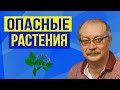 Самые опасные растения для детей в России, от которых лучше держаться подальше