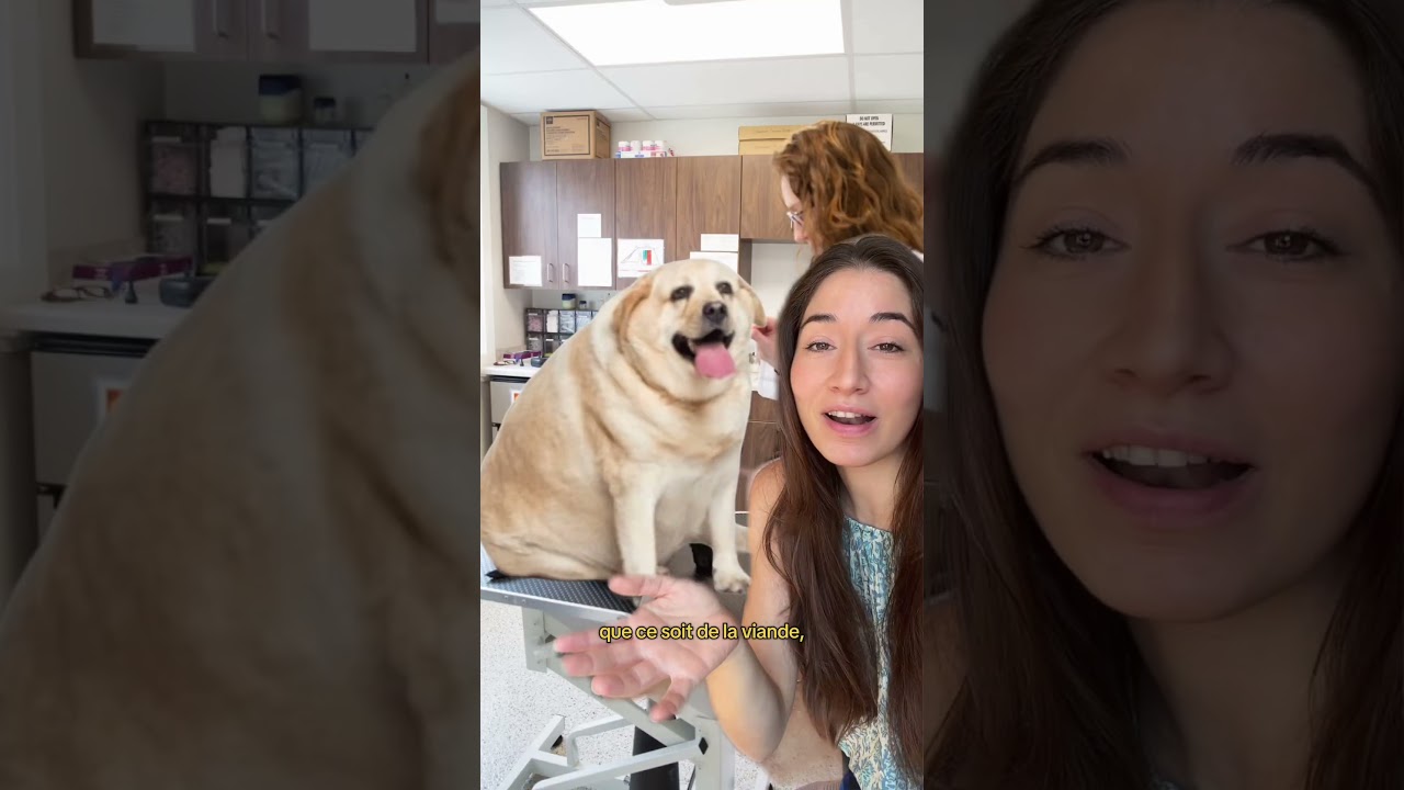 Je veux faire maigrir mon chien obèse chez le veto
