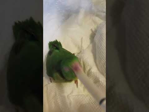 Spectacle parrotlet baby feeding