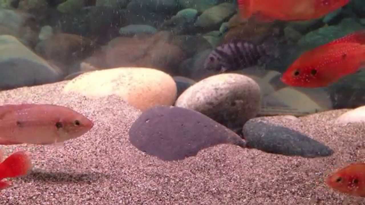 Jewel Cichlid Breeding Aquarium - YouTube