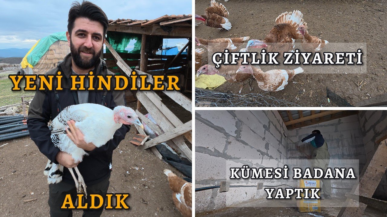 Çiftliğe Yeni Hindiler Aldık - Hindi Çiftliği Ziyareti - Kümesimizi Kireçle Badana Yaptık
