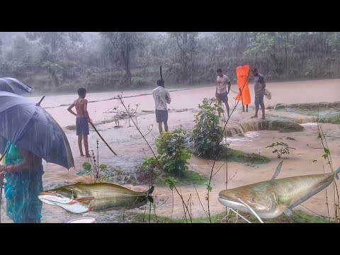 Found a treasure trove of fish climbing in the rain🙏 Big size Monsoon fish😘