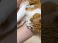 居場所を取られて戸惑う猫。
