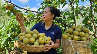 Harvesting Pears Garden Goes to the market to sell - Take Care Poultry - Lý Thị Ca