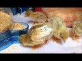 ヒメウズラ孵化後7日目新餌入れ導入