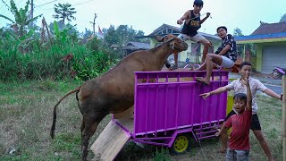 N4ik1n Sapi Besar Banget Ke Truk Ungu, Truknya Sampe Banyak Yang P4tah