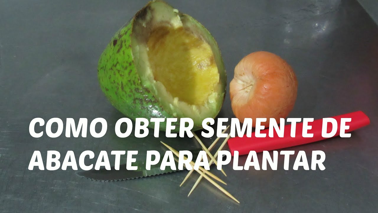 Como Germinar Caroço De Abacate