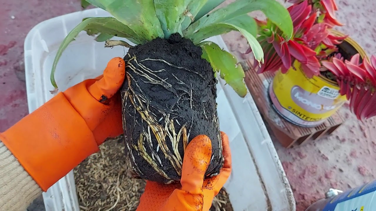 Cómo enraizar el ÁGAVE ATTENUATA