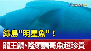 綠島&quot;明星魚&quot;！ 龍王鯛、隆頭鸚哥魚超珍貴 