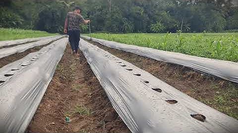 Farmer Invention: Smart Tool for Perfect Seedling Spacing _FarmersLife _Shorts