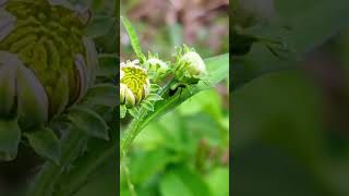 138.Carpenter Ant. Daily Life of Insects Up Close