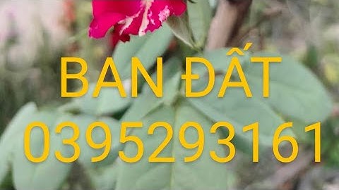 BAN ĐẤT_mặt tiền đường quốc lộ N2 dt 9500mvuong