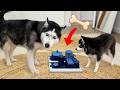 This Puppy’s IQ Beat the Husky Dogs and Cats!