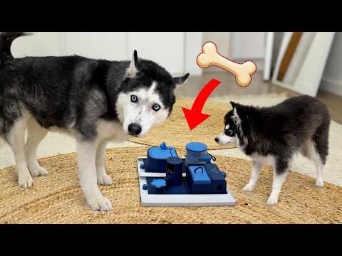 This Puppy’s IQ Beat the Husky Dogs and Cats!