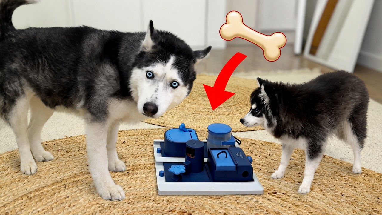 This Puppy’s IQ Beat the Husky Dogs and Cats!