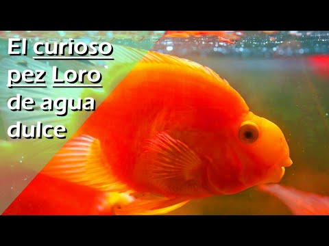 Video: Pez loro de acuario