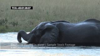 Elephants playing in water HD