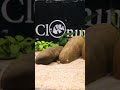 கண்டிப்பா இத மட்டும் பண்ணாதீங்க #fishaquarium #fish #aquarium