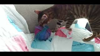 Rory the Toyger - Yarn Thief by ToygerJoy 144 views 2 years ago 45 seconds