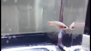 Ikan Cupang Halfmoon Cellophane Rare Item